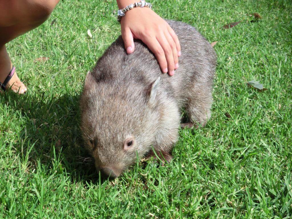 Babywombat